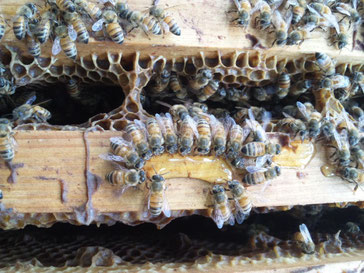 ご褒美にミツバチさんにハチミツをあげる。みんなきれいに並んでいただきます。