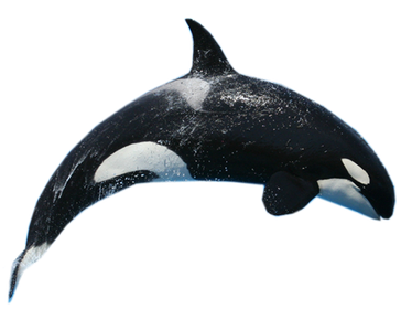image orque transparent sur fond blanc détouré pour illustration site web devoir ecole college