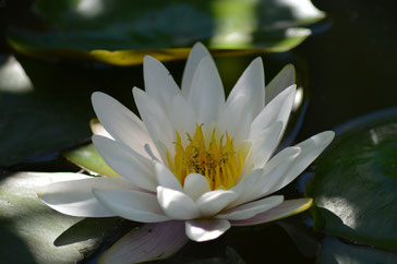 weiße Teichblume im Teich schwimmend