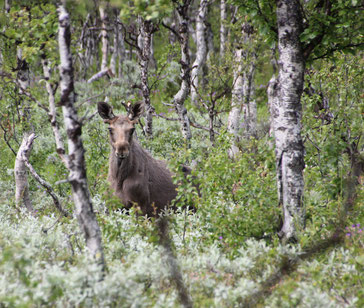 Junger Elch, Birkenwald, Schweden