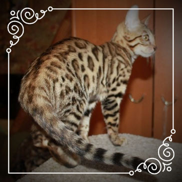 бенгальская кошка