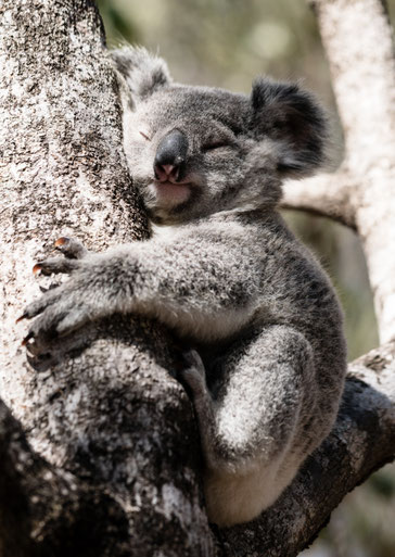 Koala bear hugging a tree in the sunshine of Magnetic Island, Australia