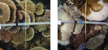 Bleaching severity within a coral community is measured along photo transects at each reef. Bleaching severity at Rib Reef (left) was recorded as ‘minor’ (<10% of the community bleached) and Hastings Reef (right) was recorded as ‘extreme’ (>60% of the com