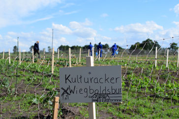 Kulturacker. Foto: Carina Laudemann