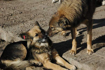 Romeo (rechts) mit Ina