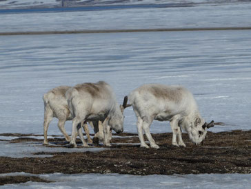 Svalbard-Rentiere