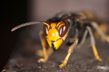 Asiatische Hornisse (vespa velutina )
