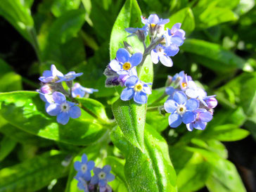 forget me not