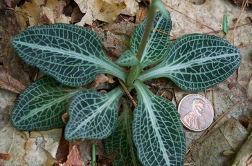 Downy rattlesnake-plantain leaves (Goodyera pubescens) are evergreen and are quite beautiful.