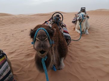 Dromedarios en el Sahara