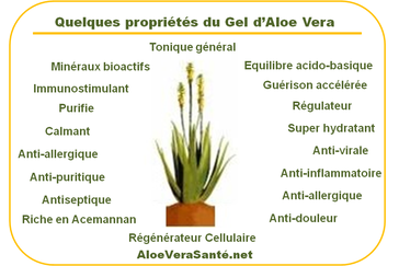 Propiétés et composants de l'aloe vera | Gel ou pulpe d'aloe vera à boire