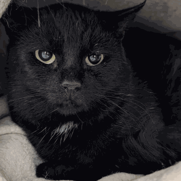 Schüchterner Kater Elliot sucht ein neues Zuhause mit Freigang – Tierheim Flensburg