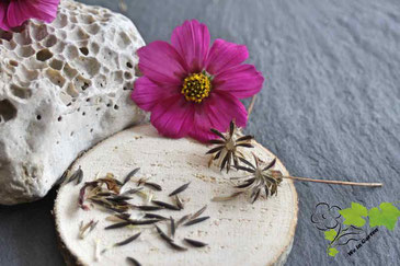 Cosmea Samen und Samenstände neben Blüte