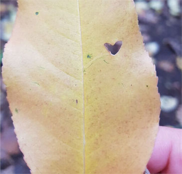 Blatt mit einem kleinen Loch in Herzform