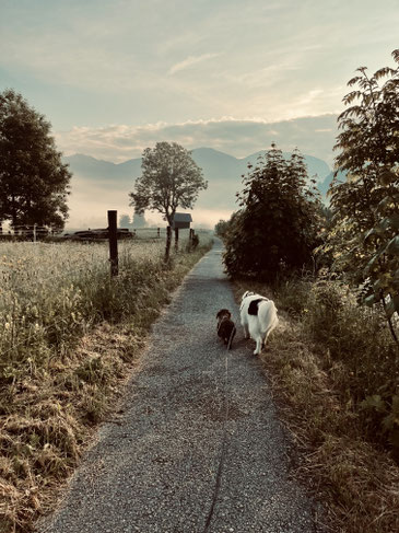 Ein Dackel und ein Landser sind die Hunde der Familie Nehls und hier auf dem Spazierweg neben dem SEIN am Gosaubach von hinten zu sehen.