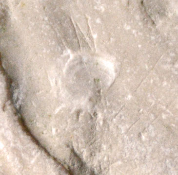 Detail of inoceramid bivalve fragment (c.80MYA) from St Margarets Bay and imprint of tiny attached shell or perhaps fish scale.