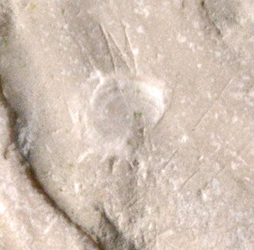 Detail of inoceramid bivalve fragment (c.80MYA) from St Margarets Bay and imprint of tiny attached shell or perhaps fish scale. 