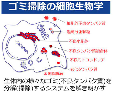 ゴミ掃除の細胞生物学 生体内不良タンパク質 オルガネラの品質管理機構 ホーム