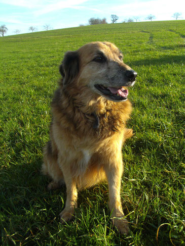 Skippy geb. Juni 2005 Spanien noch die Chefin vom Rudel.