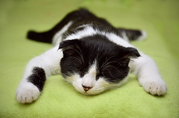 Bio Vitalpilze für Katzen