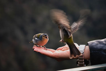 L.Pinho/unsplash