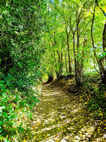 Un sentier pédestre passe en bordure du gîte, parfait pour partir marcher directement depuis la propriété