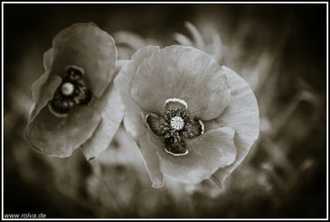 Mohn#sw#Roland Valter#rolva#Natur-Fotografie#Aachen 