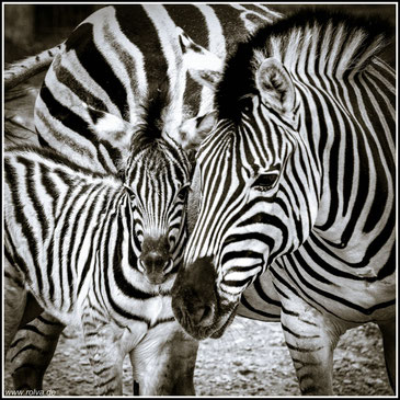 Equus quagga#Steppenzebra#Zebra#sw#Roland Valter#rolva#Natur-Fotografie#Aachen 