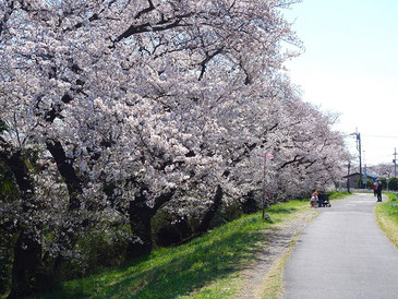 桜並木の写真