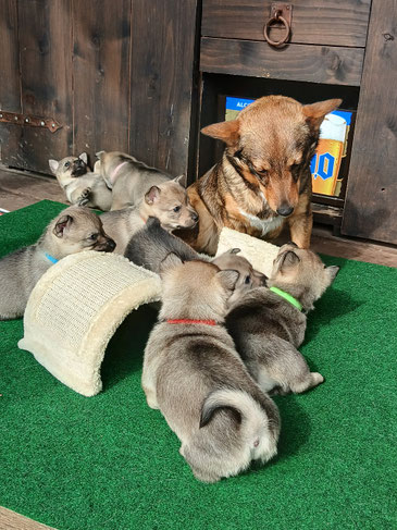 Pups met grote zus!
