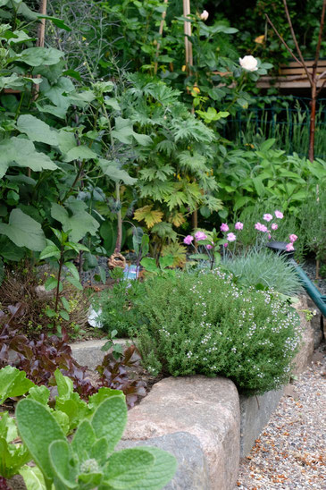 dieartigeGARTEN // Japanischer Bauerngarten mit Salat, Thymian, Malve, Rittersporn, Nelken, Salbei