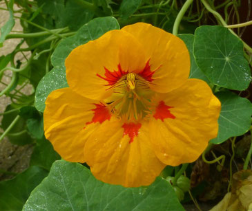 Tropaeolum, Kapuzinerkresse