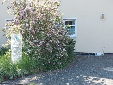Foto: Patientenparkplatz mit Praxisschild und Hinweisparkschild neben einer großen Weigelie