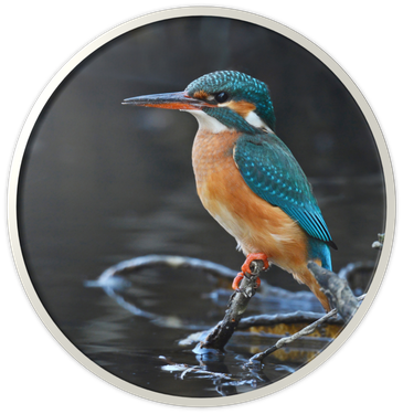 © Herbert Henderkes