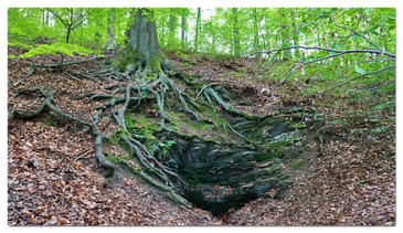 Quelle Osterwasser im Hangwald / Quelle: Bürgerverein