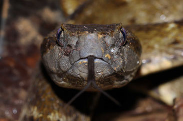 Bothrops atrox, un intimidant crotale - (cliquer pour agrandir)