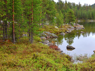Sehenswürdigkeiten Finnland: Das Ufer des Inarijärvi mit Moosen, Felsbrocken und Kiefern.