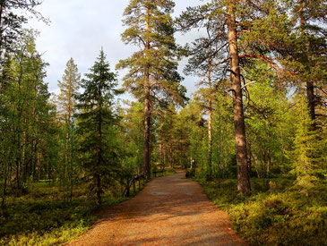 Sehenswürdigkeiten Finnland: Ein breiter Naturpfad führt durch den Kieferwald des Urho Kekkosen-Nationalpark.