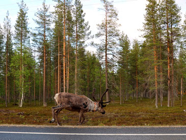 Sehenswürdigkeiten Finnland: Ein Rentier verlässt die Straße und betritt den Kieferwald entlang der Europastraße 8.