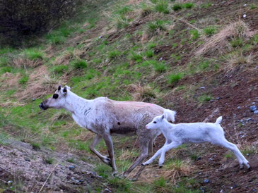 Sehenswürdigkeiten Finnland: Ein Mutterrentier und ihr Junges springen flink über eine Bodenvertiefung.