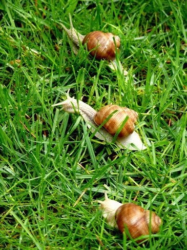 escargot de Bourgogne