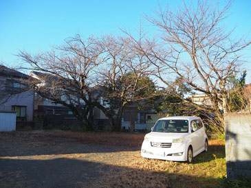 教会堂裏駐車場　桜はすべての葉を落とし、花をつける準備