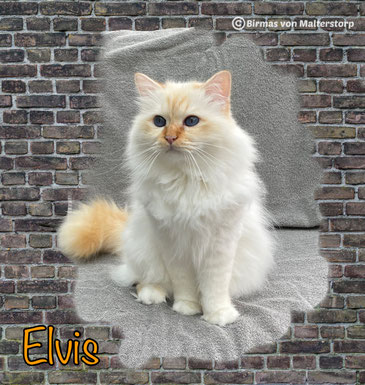 Elvis vom Sonnenbusch