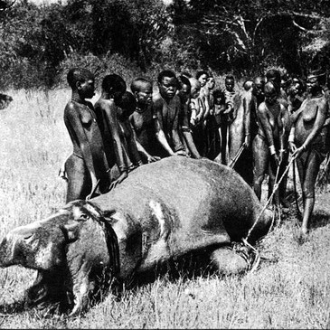 Ecco come le donne Kavirondo "catturano" gli ippopotami.
