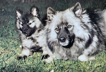Wolfspitz German Spitz GEH ancient breed dog Keeshond farm dog