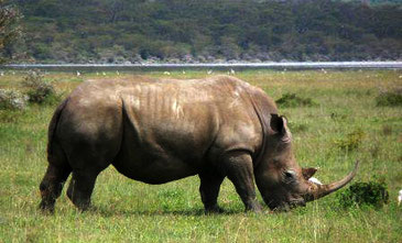  Rinoceronte negro / © María Arnal  