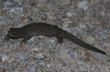 Nördlicher Kammmolch (Triturus cristatus). Bild: Lars Stoltze