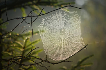 Zwischen zwei waagerechten Zweigen hängt ein wunderschön vollständiges Spinnennetz mit Tau an den Fäden. Im Hintergrund unscharf Fichtenzweige.