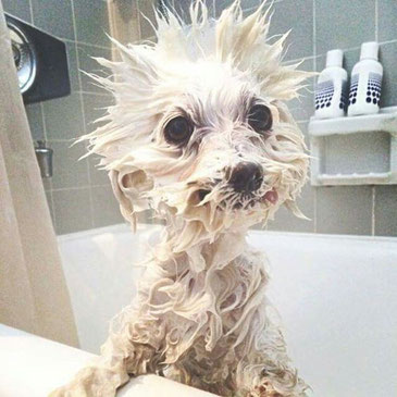 Hund baden, wie oft, Hund duschen, Hund Badewanne, Hundeshampoo