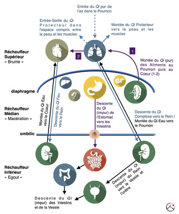 Fig. 4.1 - Les mouvements du Qi dans le Triple Réchauffeur